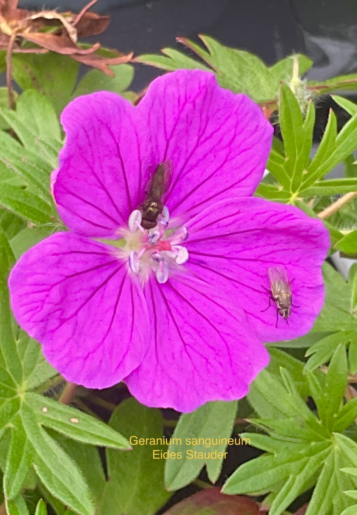 Geranium sanguineum P13