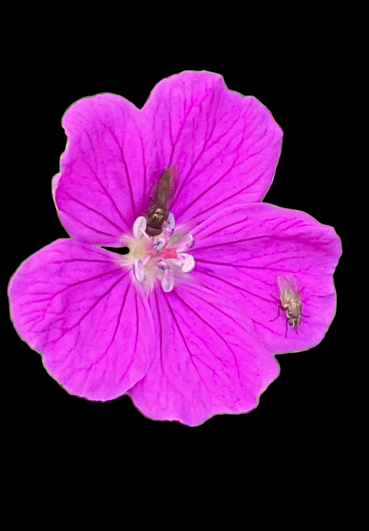 Geranium sanguineum P13