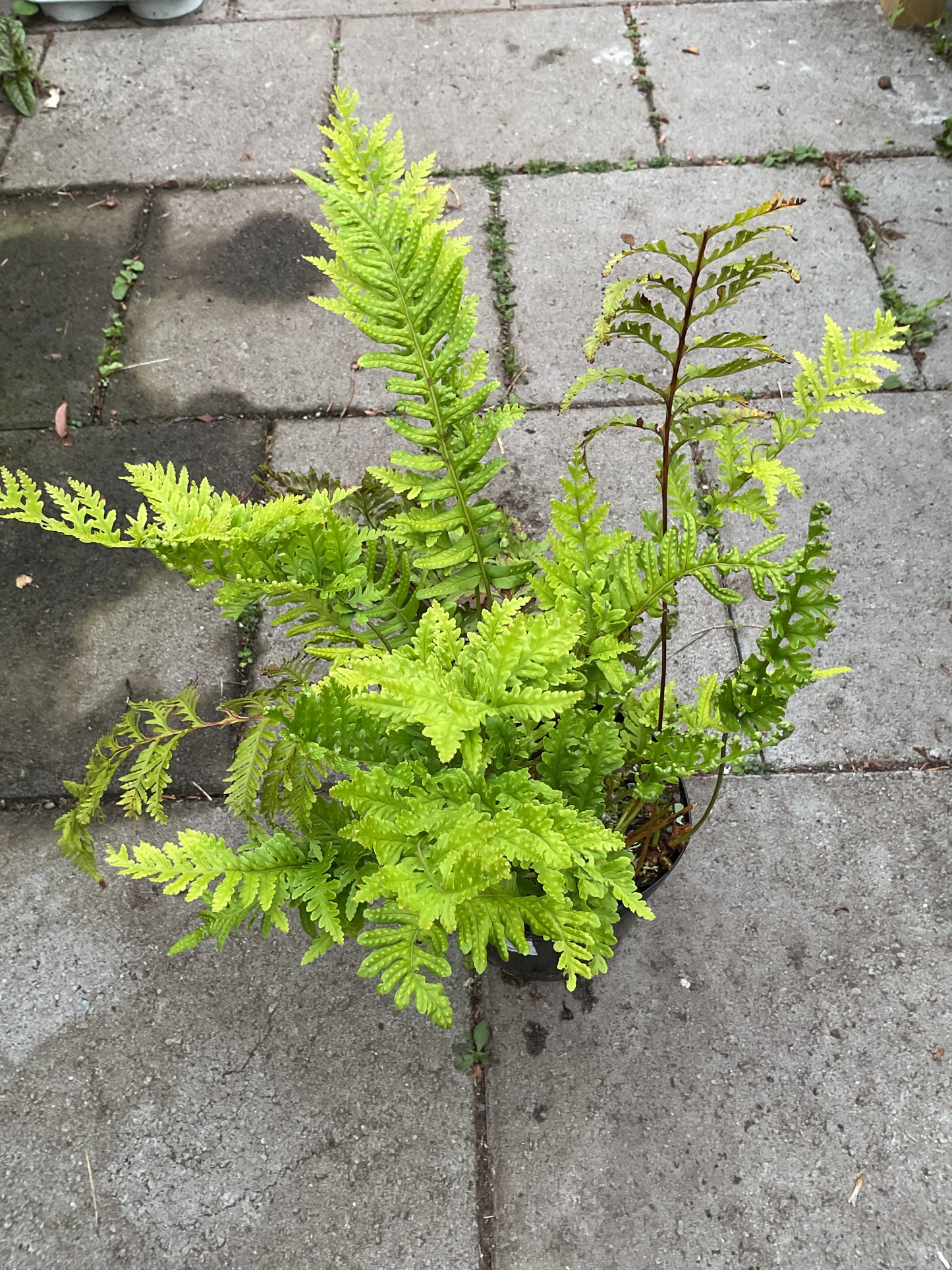 Polypodium x mantoniae ‘Cornubiense’ 2ltr