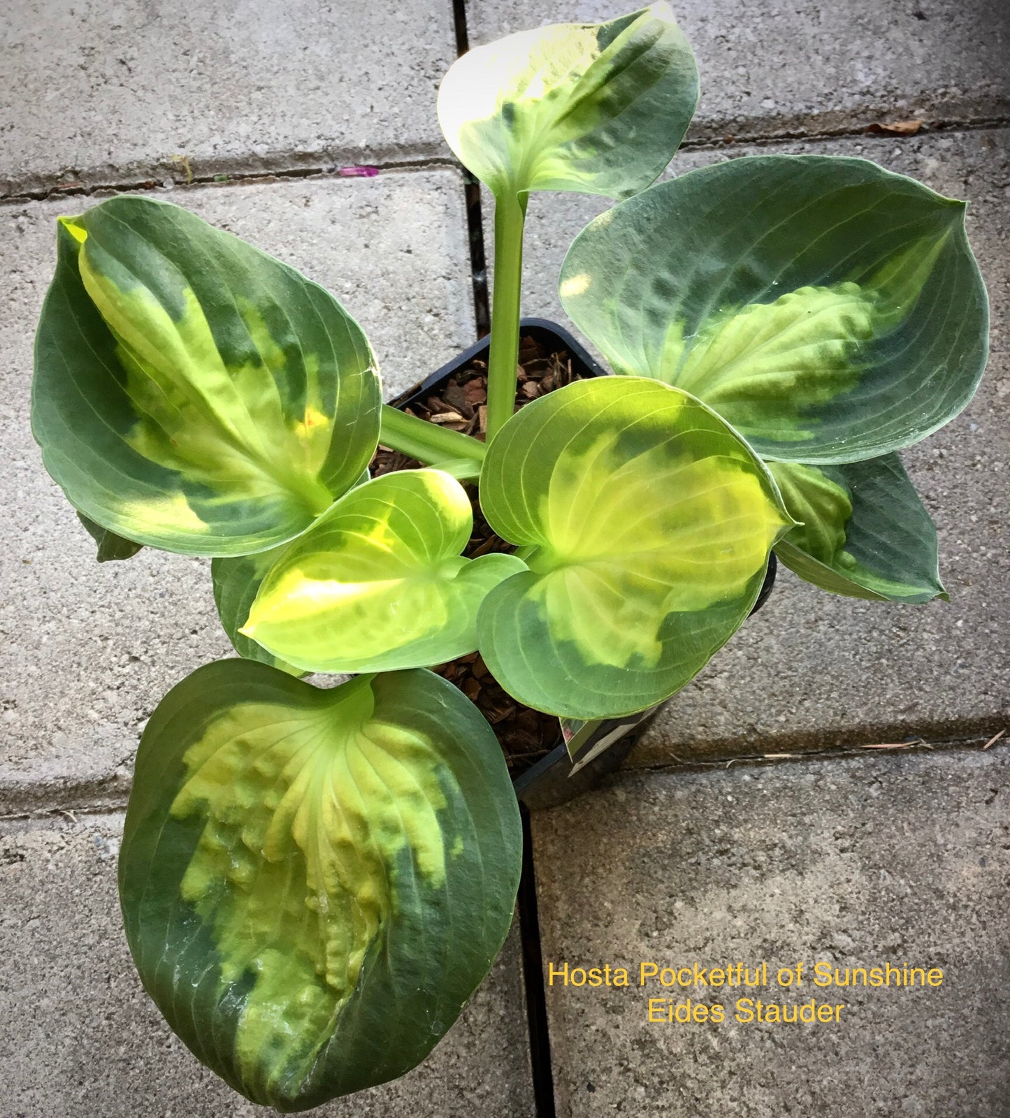 Hosta ‘Pocketful of Sunshine’ P15