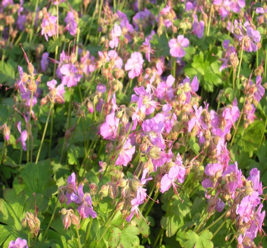 Geranium cantabrigense ‘Karmina’