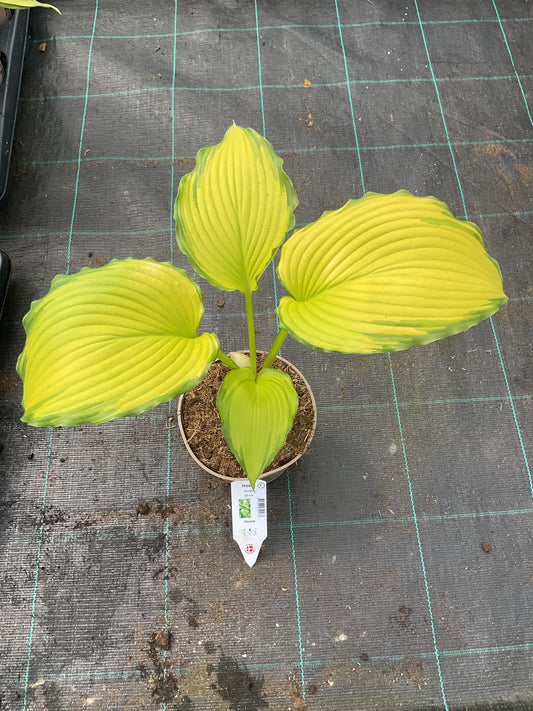Hosta ‘Amalia’ P15