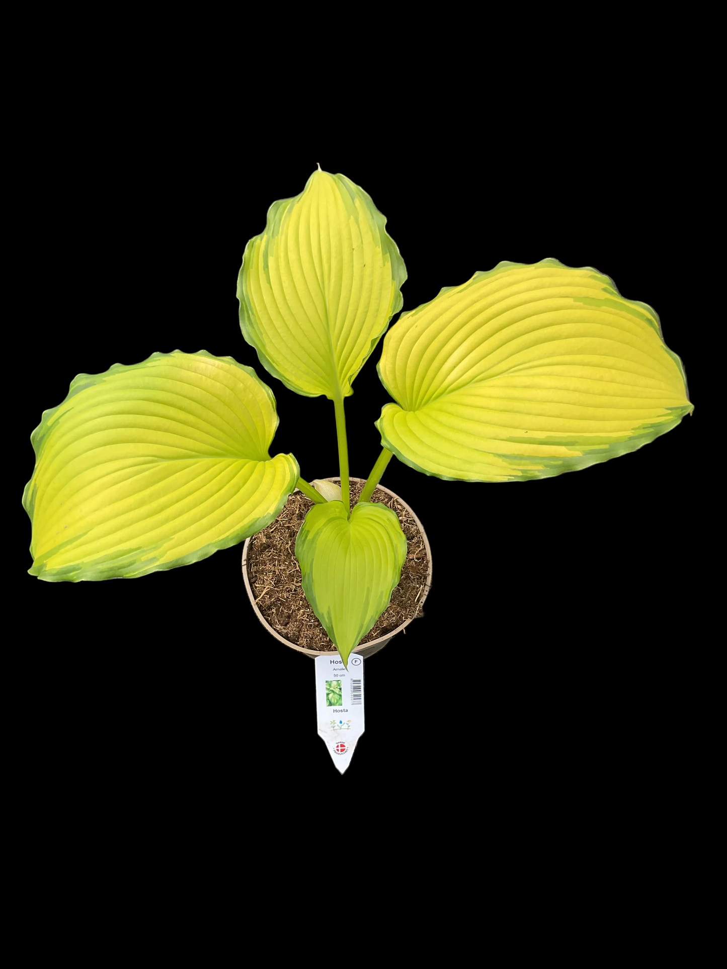 Hosta ‘Amalia’ P15