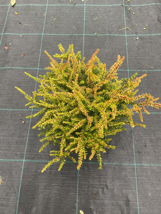 Erica x darleyensis ‘Eva Gold’ P11