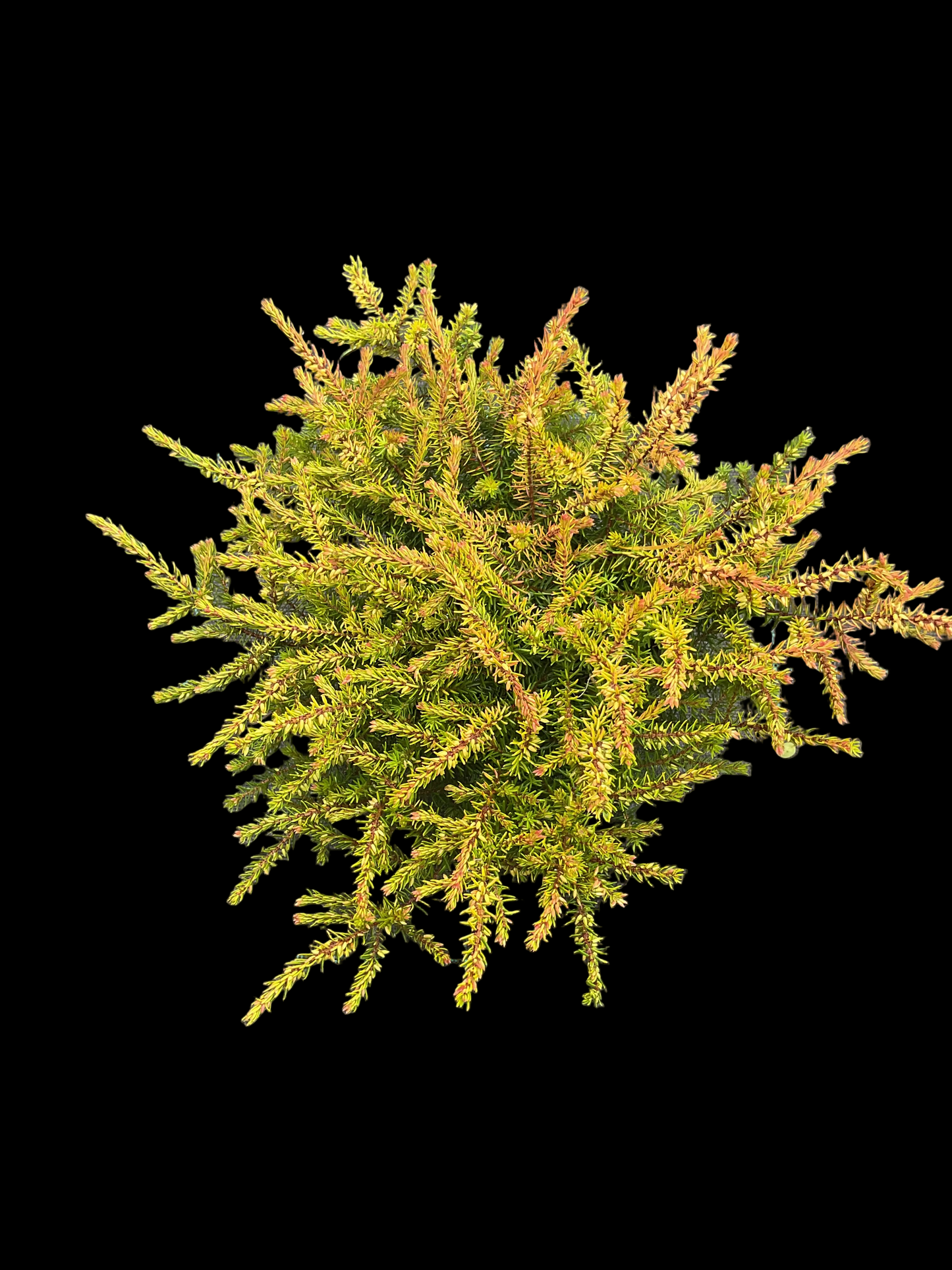 Erica x darleyensis ‘Eva Gold’ P11