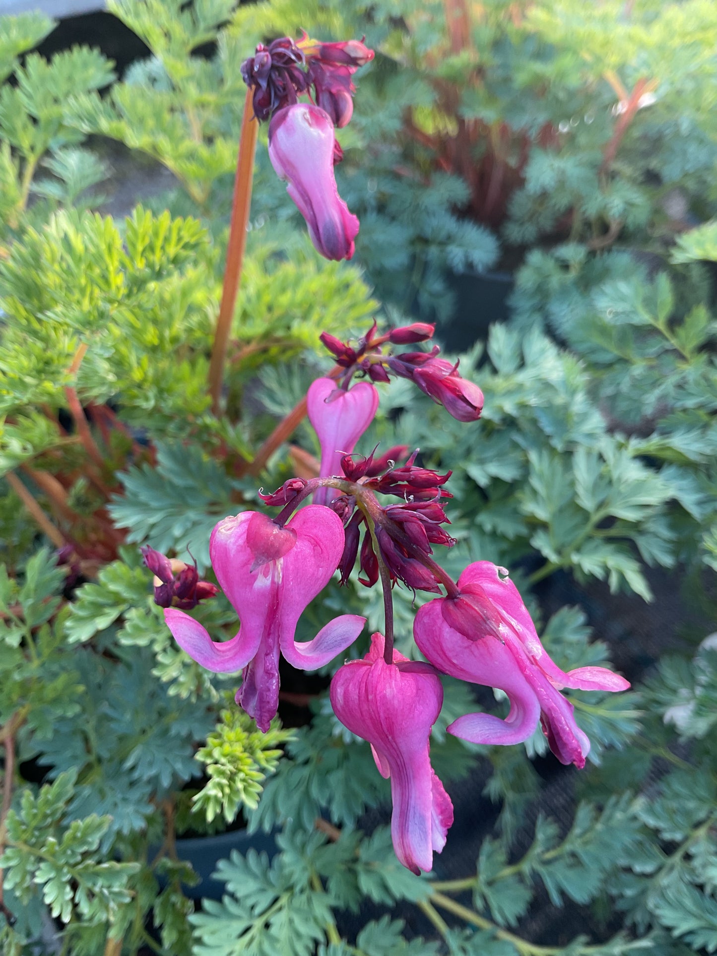Dicentra ‘Passion Hearts’ P15