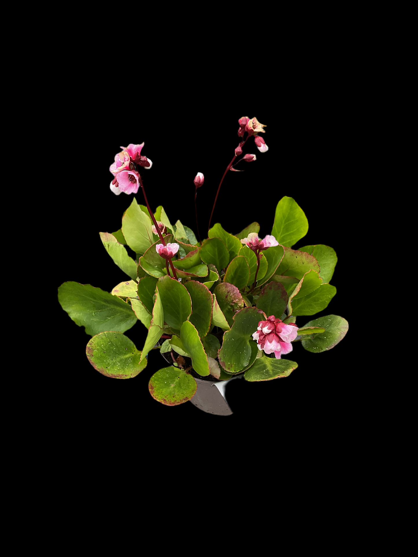 Bergenia cordifolia ‘Harzkristall’ P17