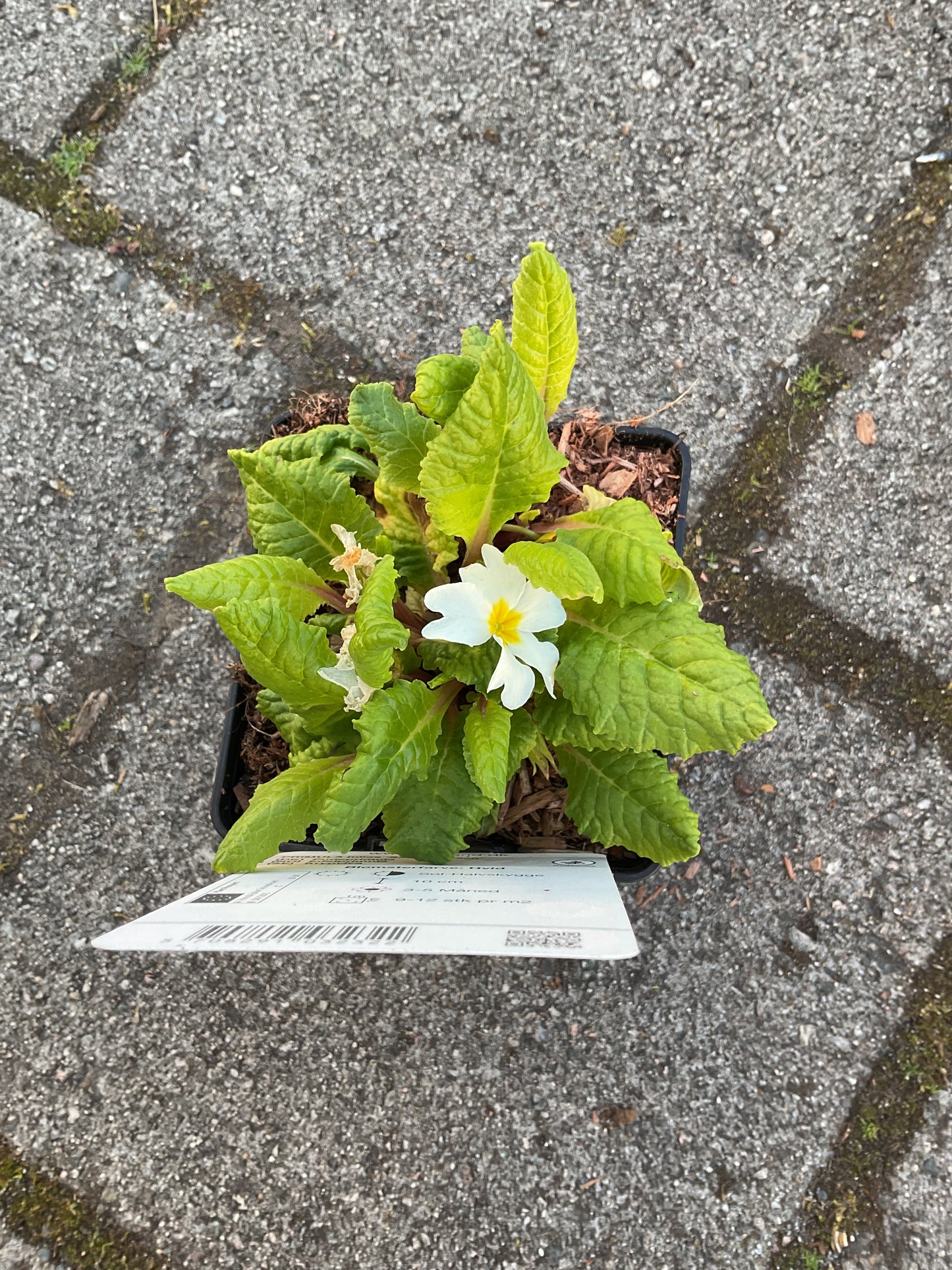 Primula juliae ‘Schneekissen’ P11