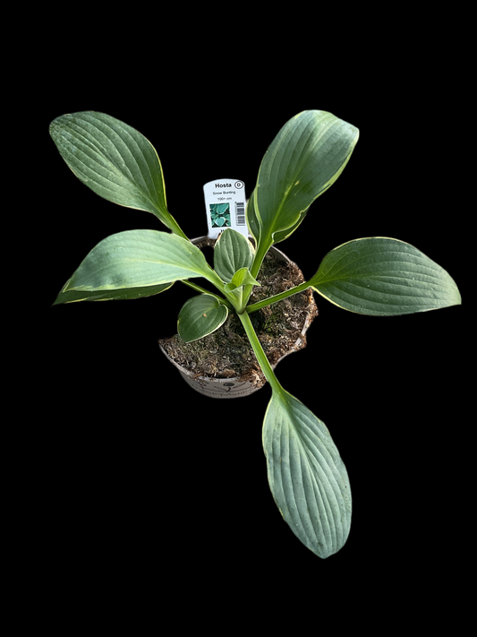 Hosta ‘Snow Bunting’ P15