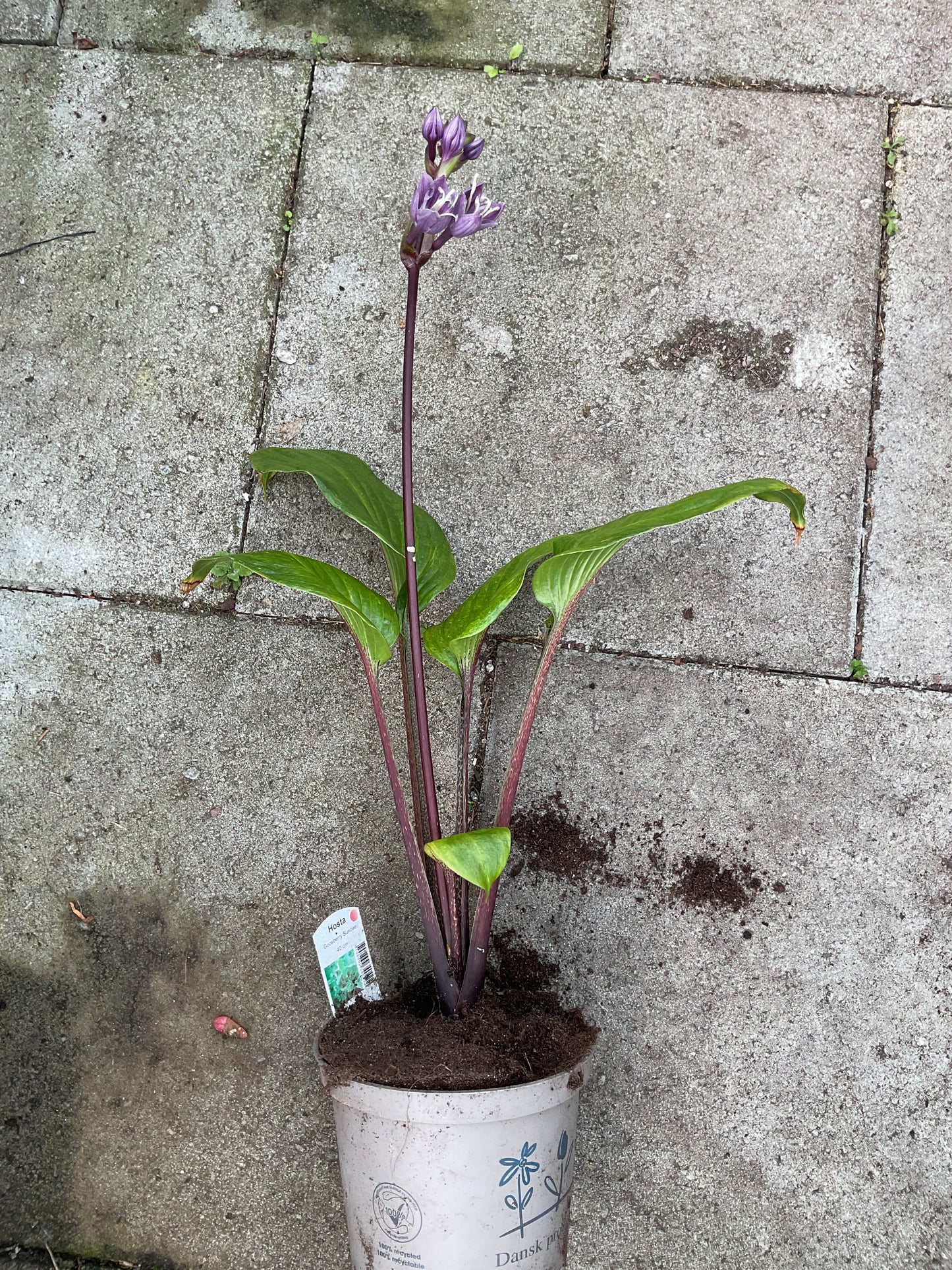 Hosta ‘Gooseberry Sundae’