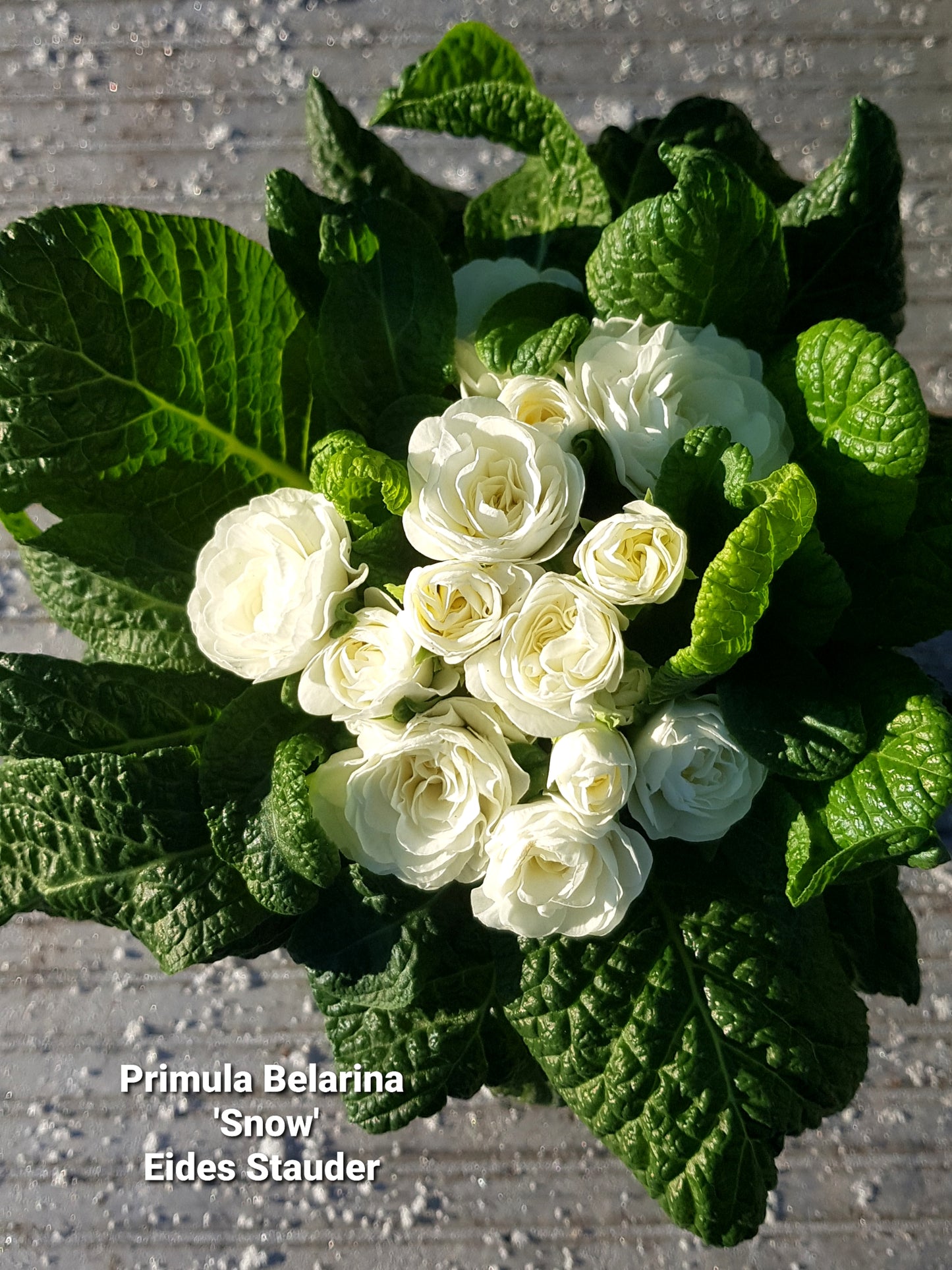 Primula Belarina ‘Snow’