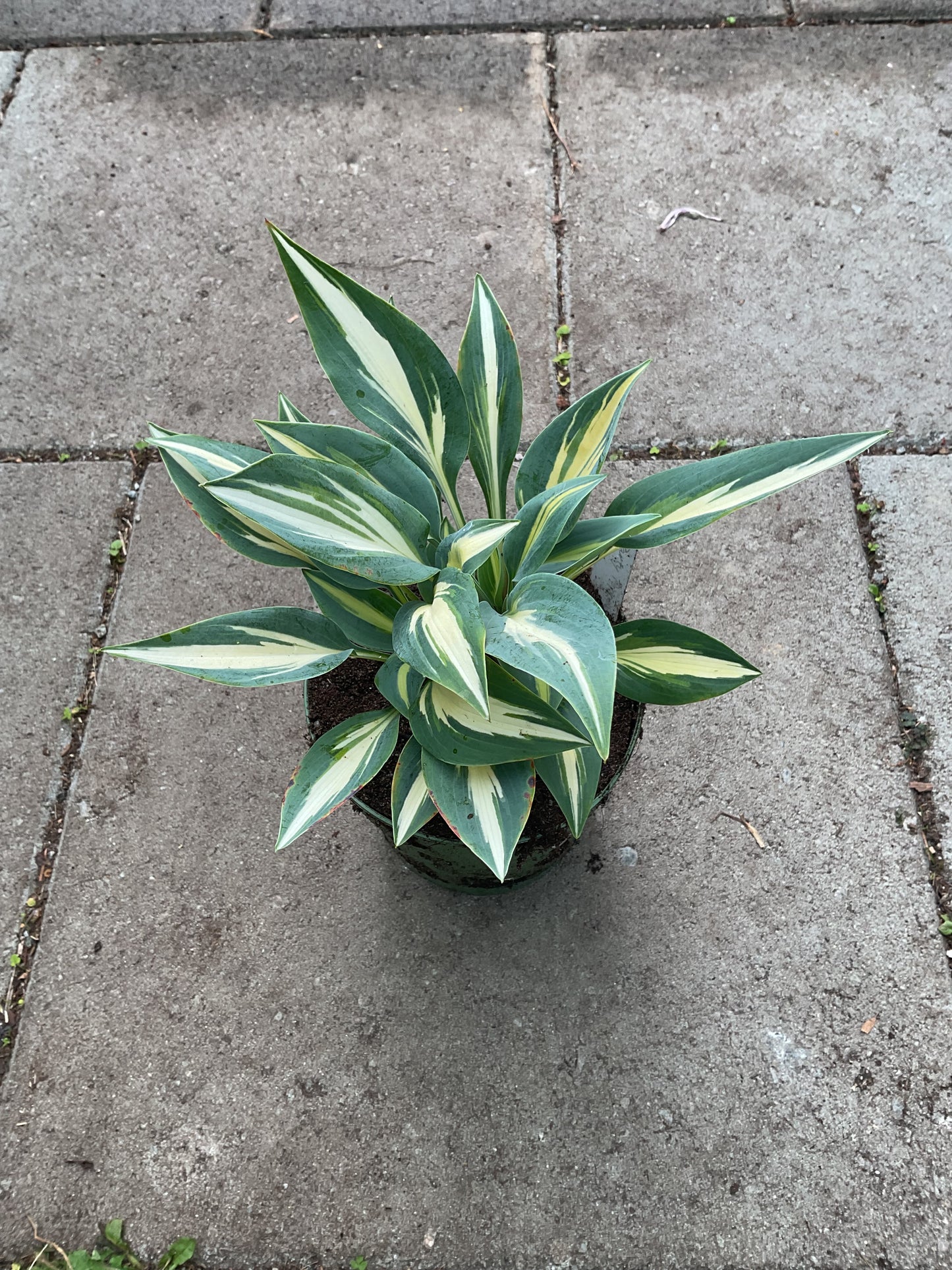 Hosta ‘Party Popper’