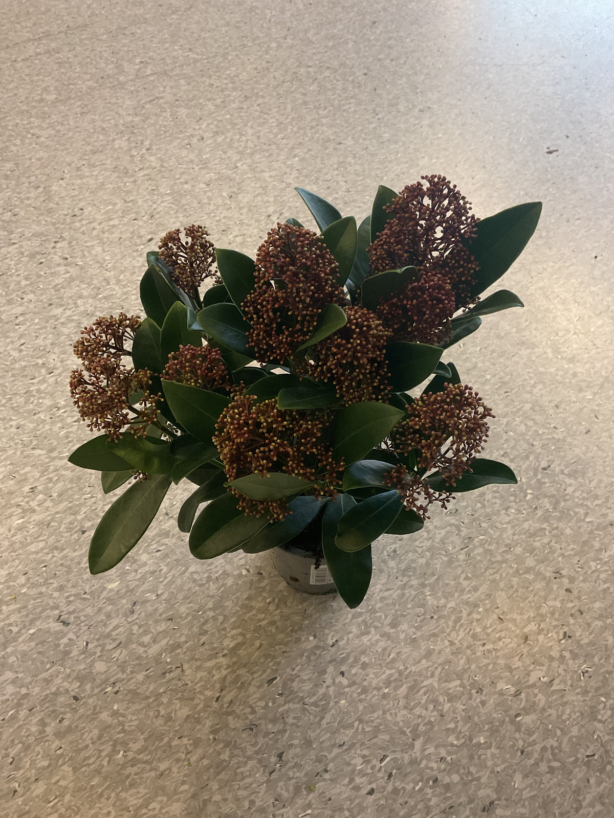 Skimmia japonica ‘Rubella’ p11