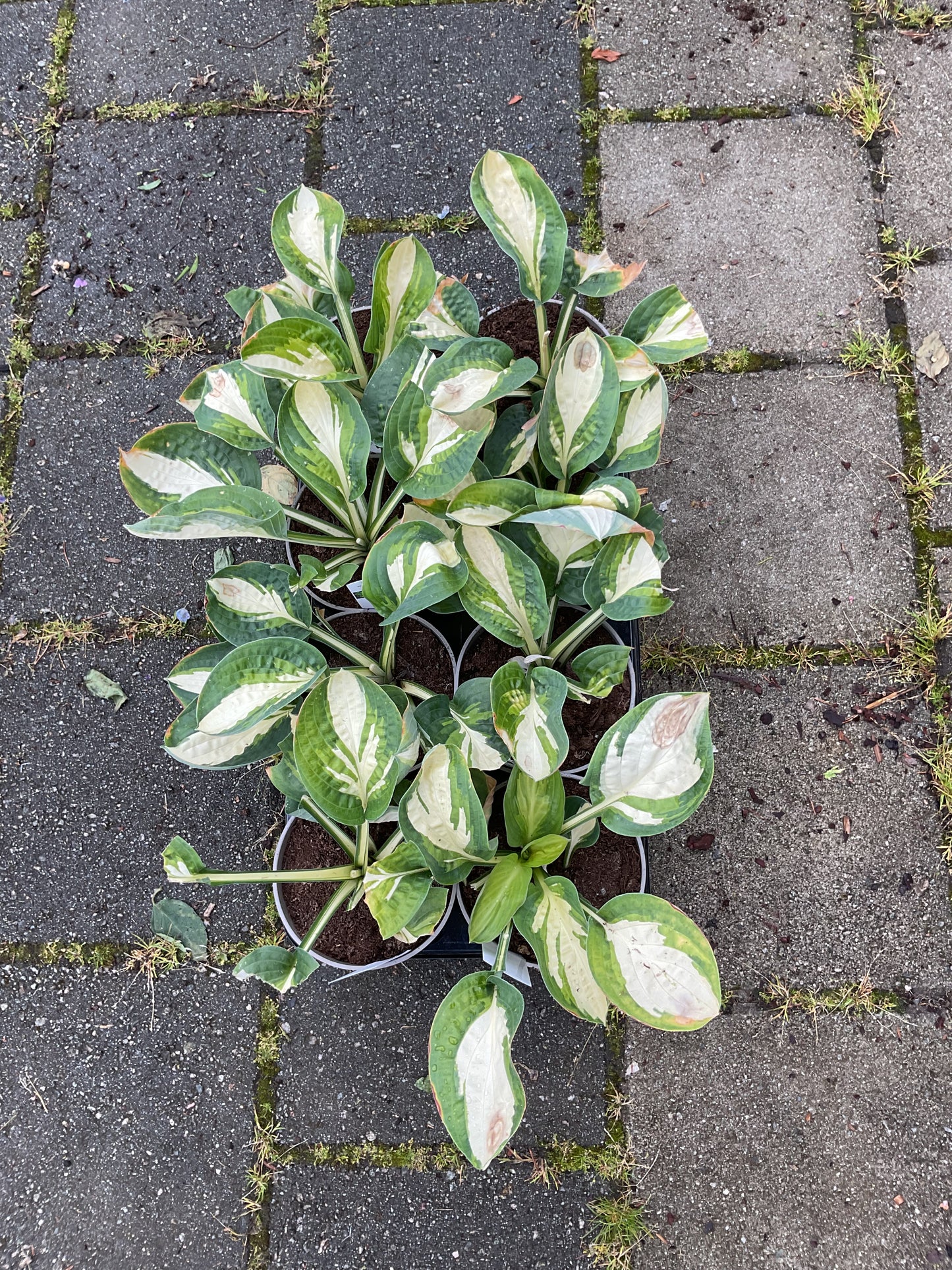 Hosta ‘Warwick Comet’ P15