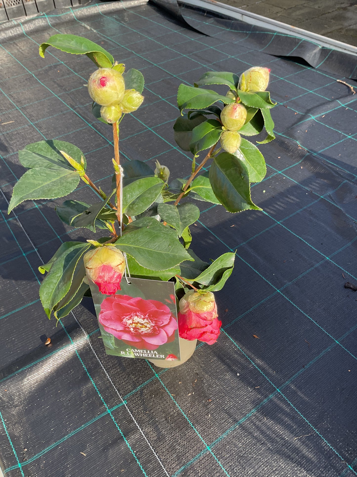 Camellia japonica ‘R.L. Wheeler’ P15