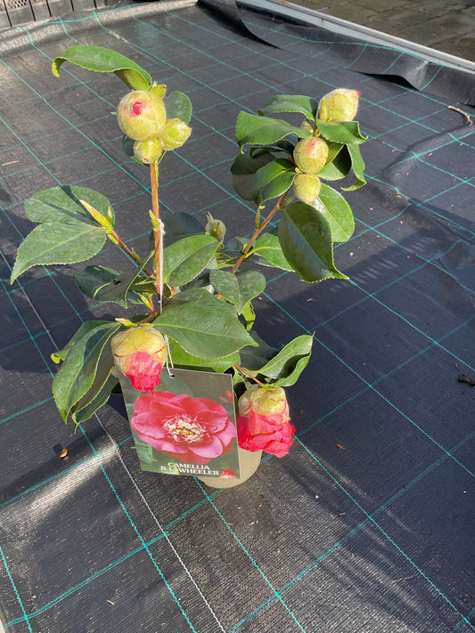 Camellia japonica ‘R.L. Wheeler’ P15