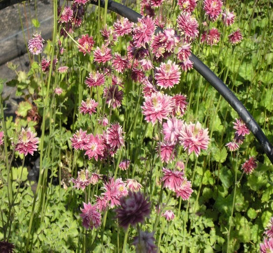 Aquilegia vulgaris ‘Nora Barlow’