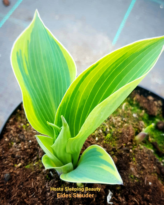 Hosta ‘Sleeping Beauty’