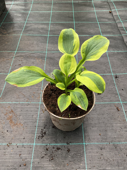 Hosta ‘Moon Split’ P15