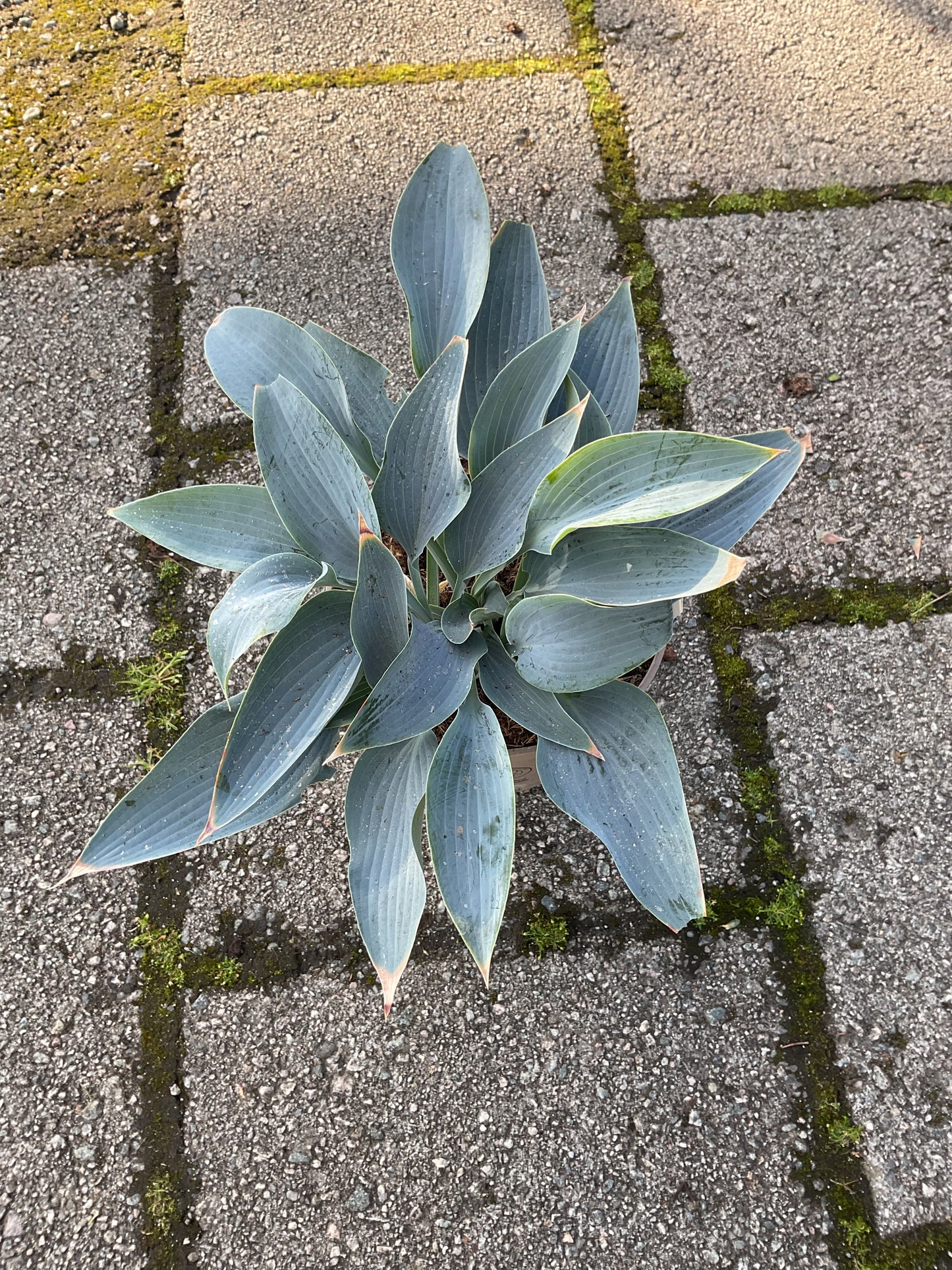 Hosta ‘Silver Tongued Devil’ P15