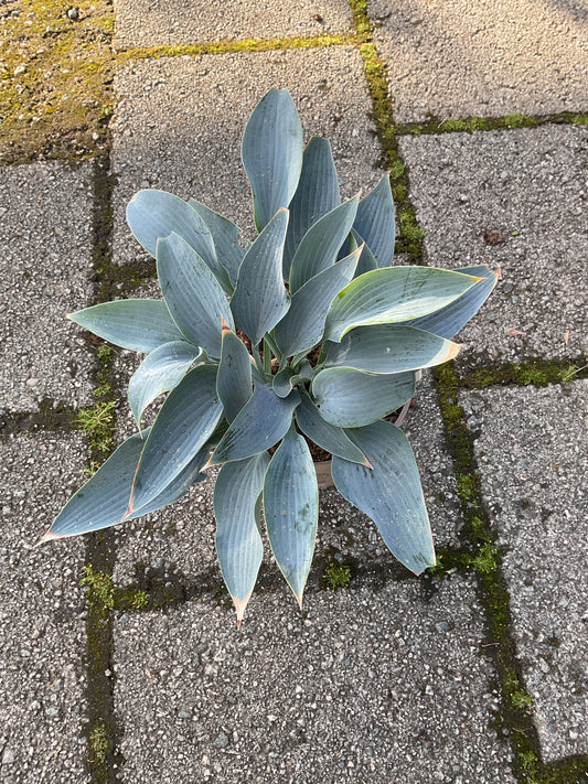 Hosta ‘Silver Tongued Devil’ P15