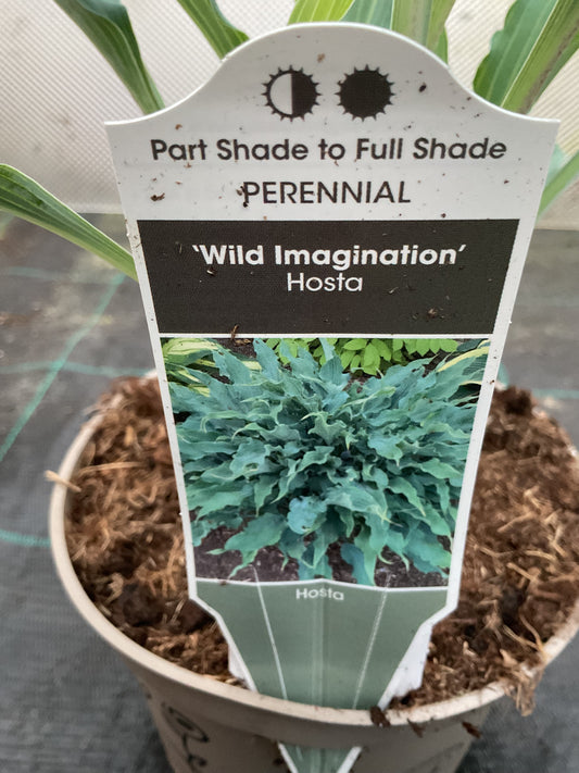 Hosta ‘Wild Imagination’ P15