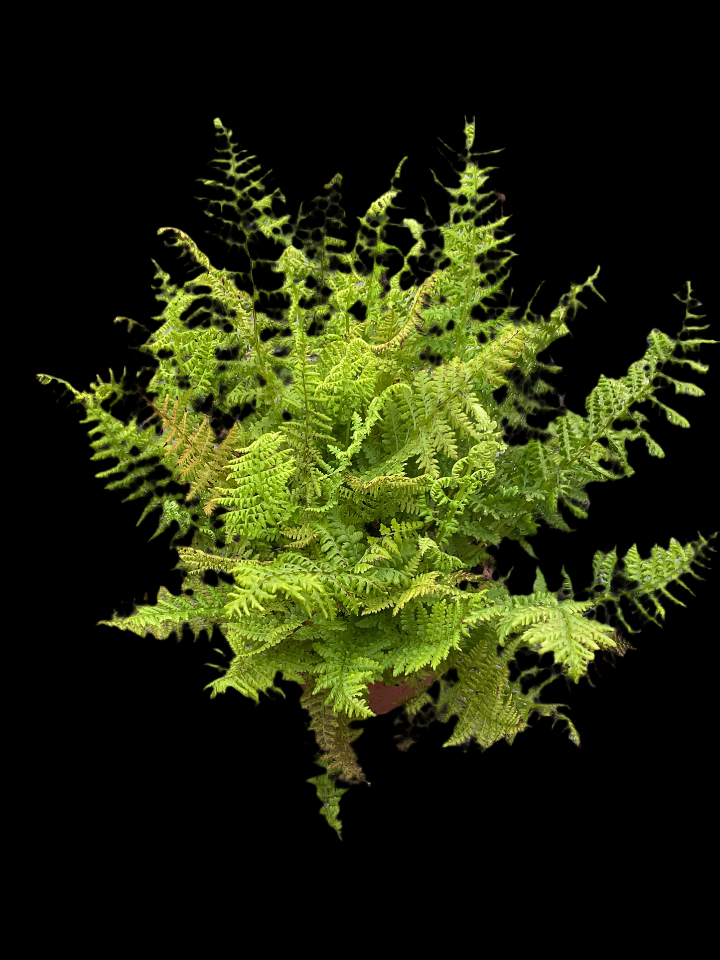 Athyrium filix-femina