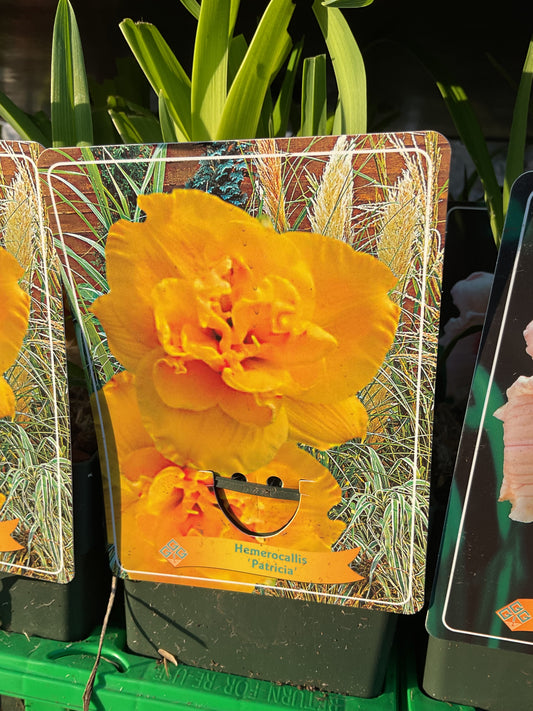 Hemerocallis ‘Patricia’
