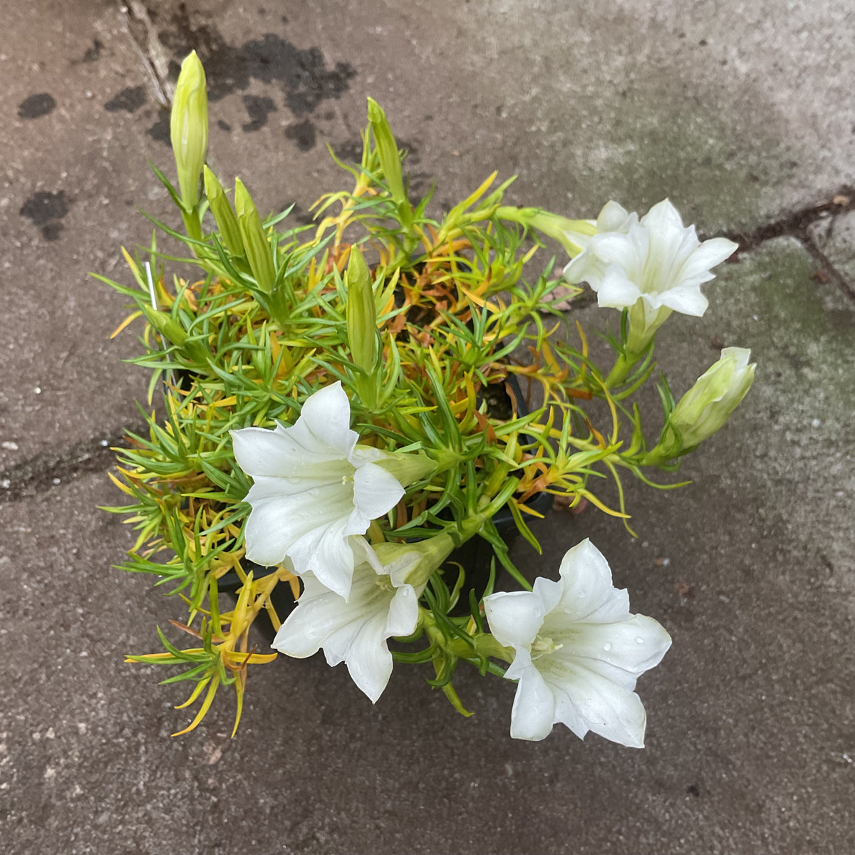 Gentiana ‘Weisser Traum’ 6 stk i P 9x9
