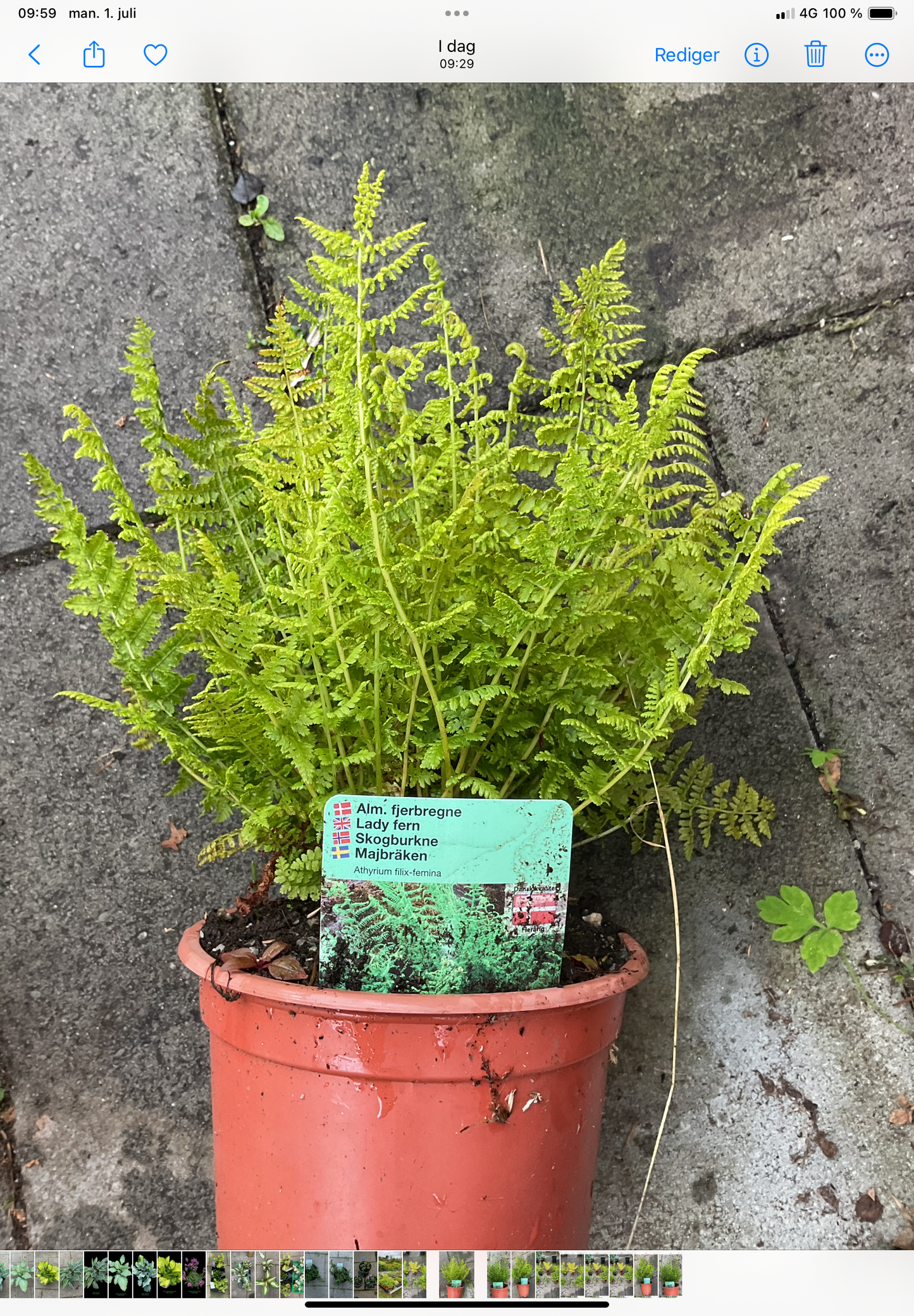 Athyrium filix-femina