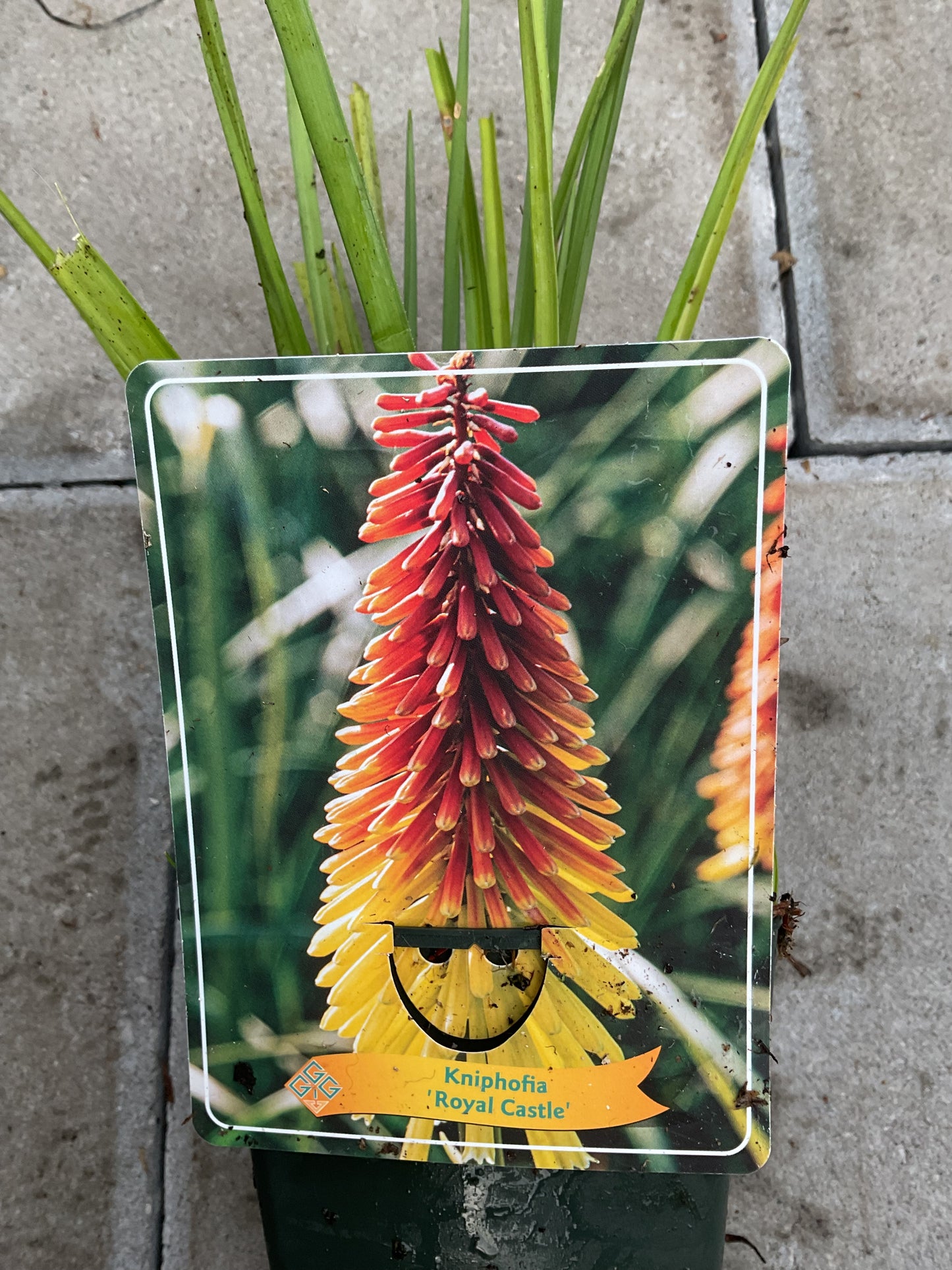 Kniphofia ‘Royal Castle’ P11x11