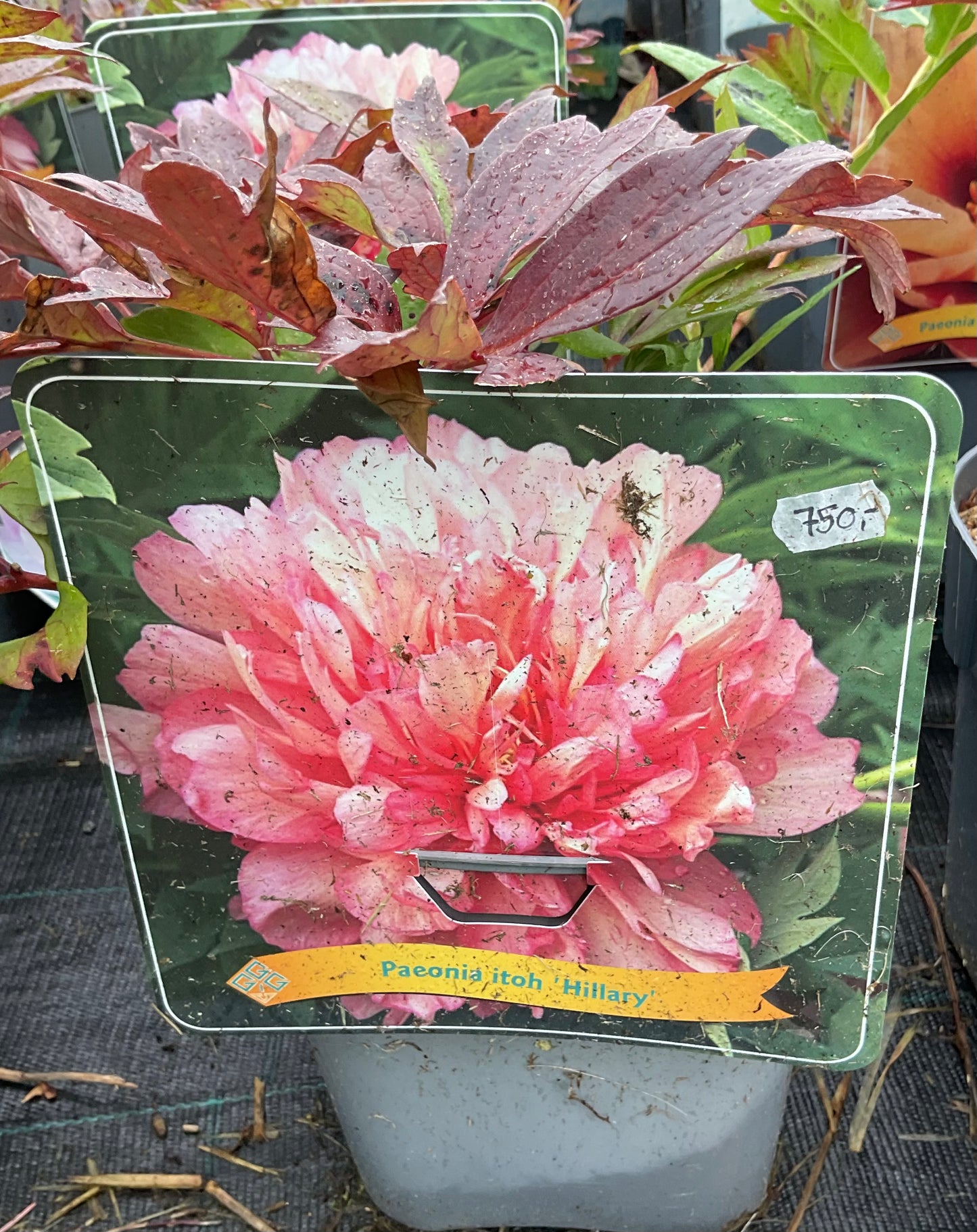 Paeonia itoh ‘Hillary’ P17