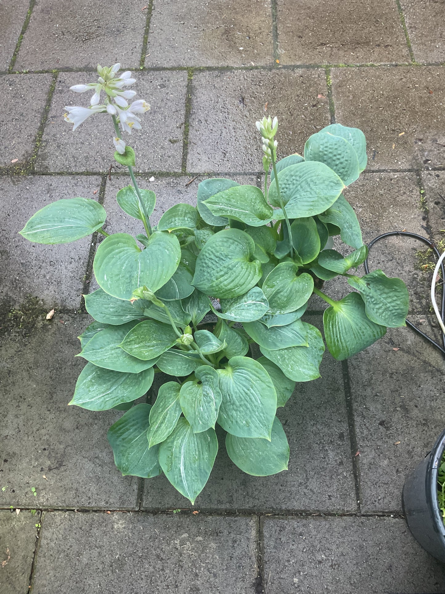 Hosta ‘Spilt Milk’ P15