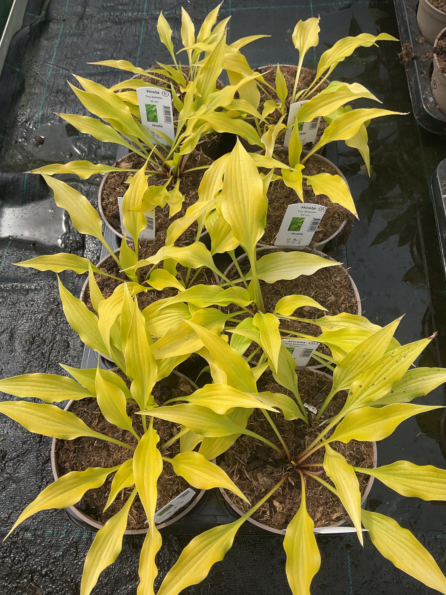 Hosta ‘Tiny Bubbles’ P15