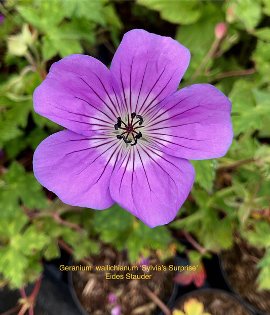 Geranium wallichianum ‘Sylvia’s Surprise’®️