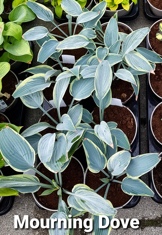 Hosta ‘Mourning Dove’