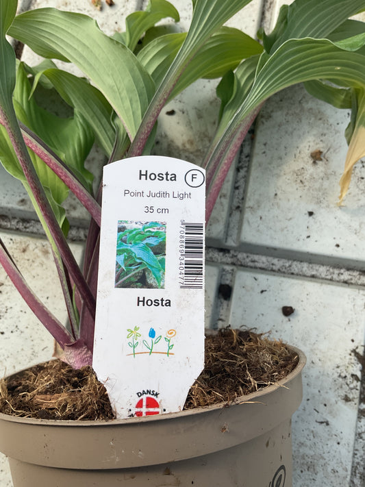 Hosta ‘Point Judith Light’ P15