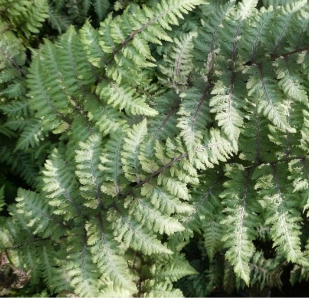 Athyrium nipponicum ‘Metallicum’ P17