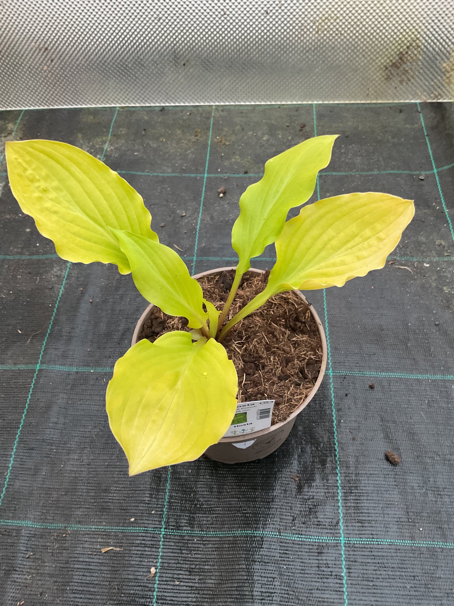 Hosta ‘Fruit Punch’ P15