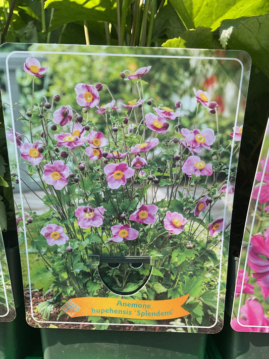 Anemone hupehensis’Splendens’ P11x11