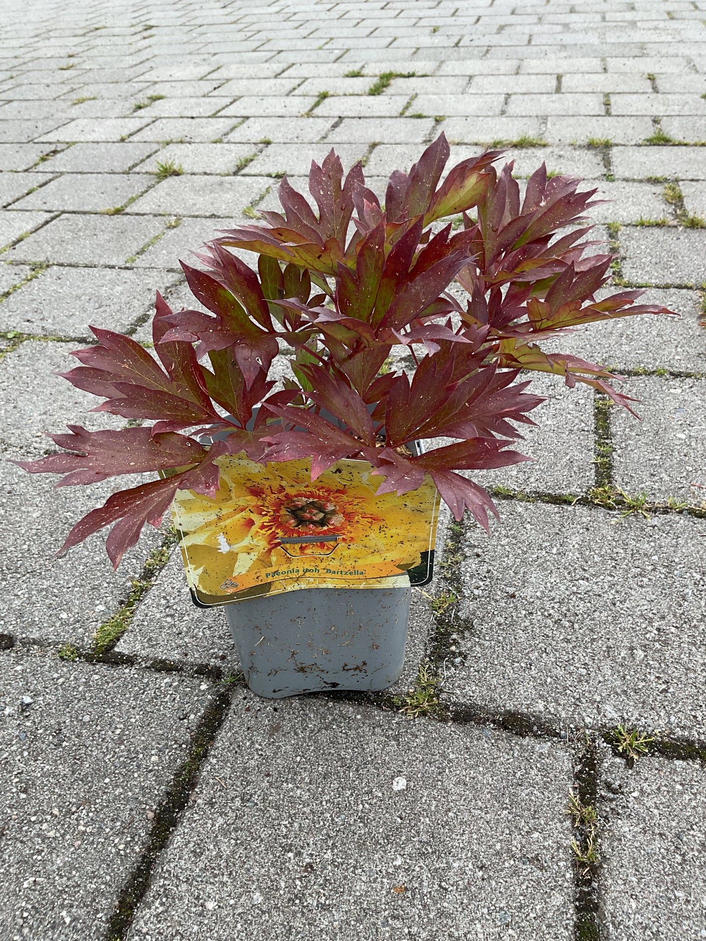 Paeonia itoh ‘Bartzella’ P17