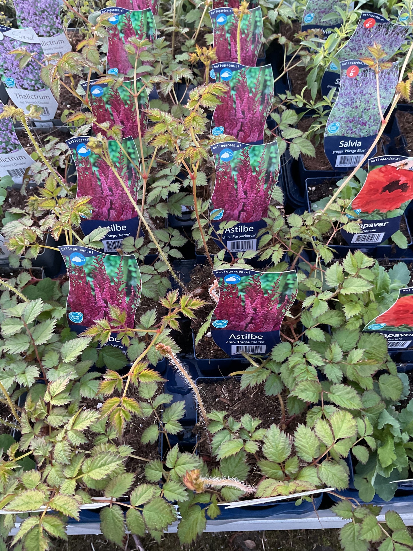 Astilbe chinensis ‘Purpurkerze’ P11x11
