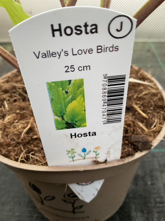 Hosta ‘Valley’s Love Birds’ P15