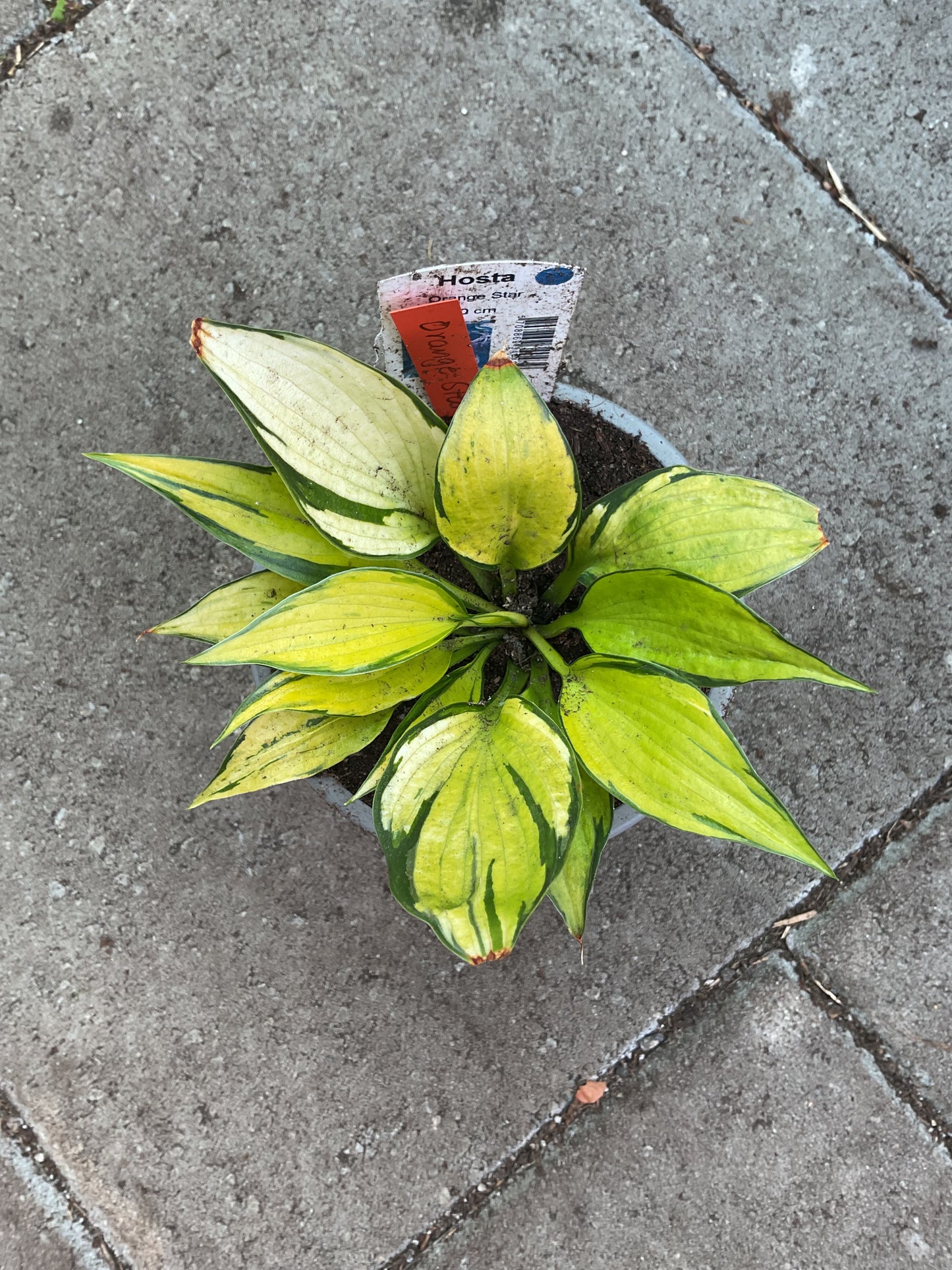 Hosta ‘Orange Star’