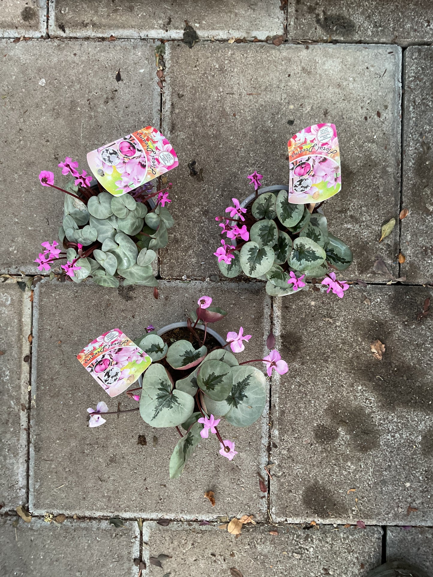 Cyclamen coum