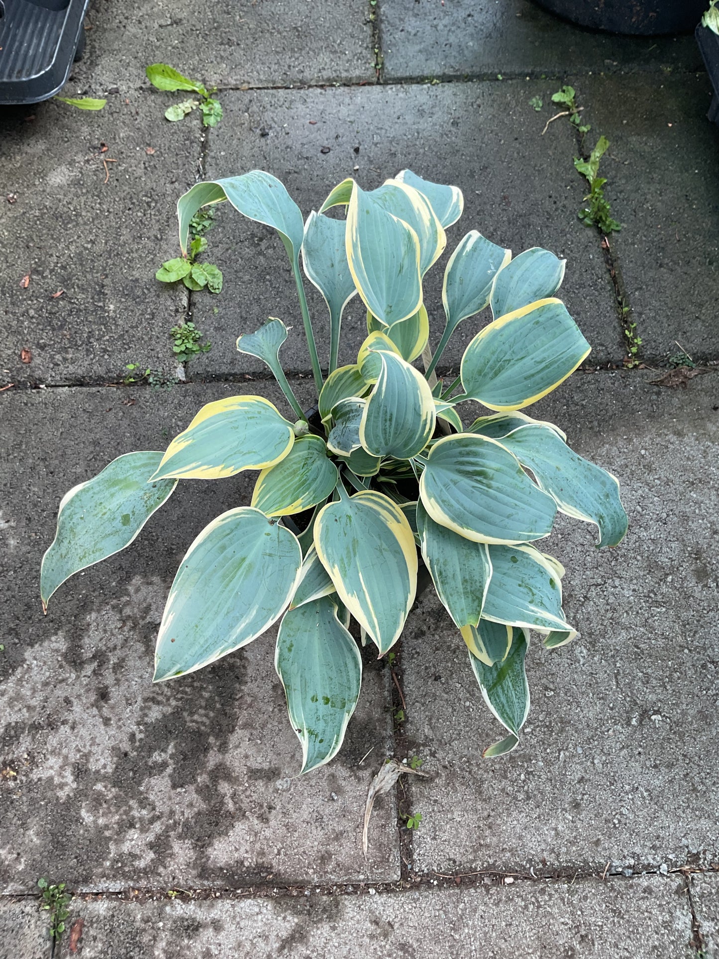 Hosta ‘Valley’s Glacier’