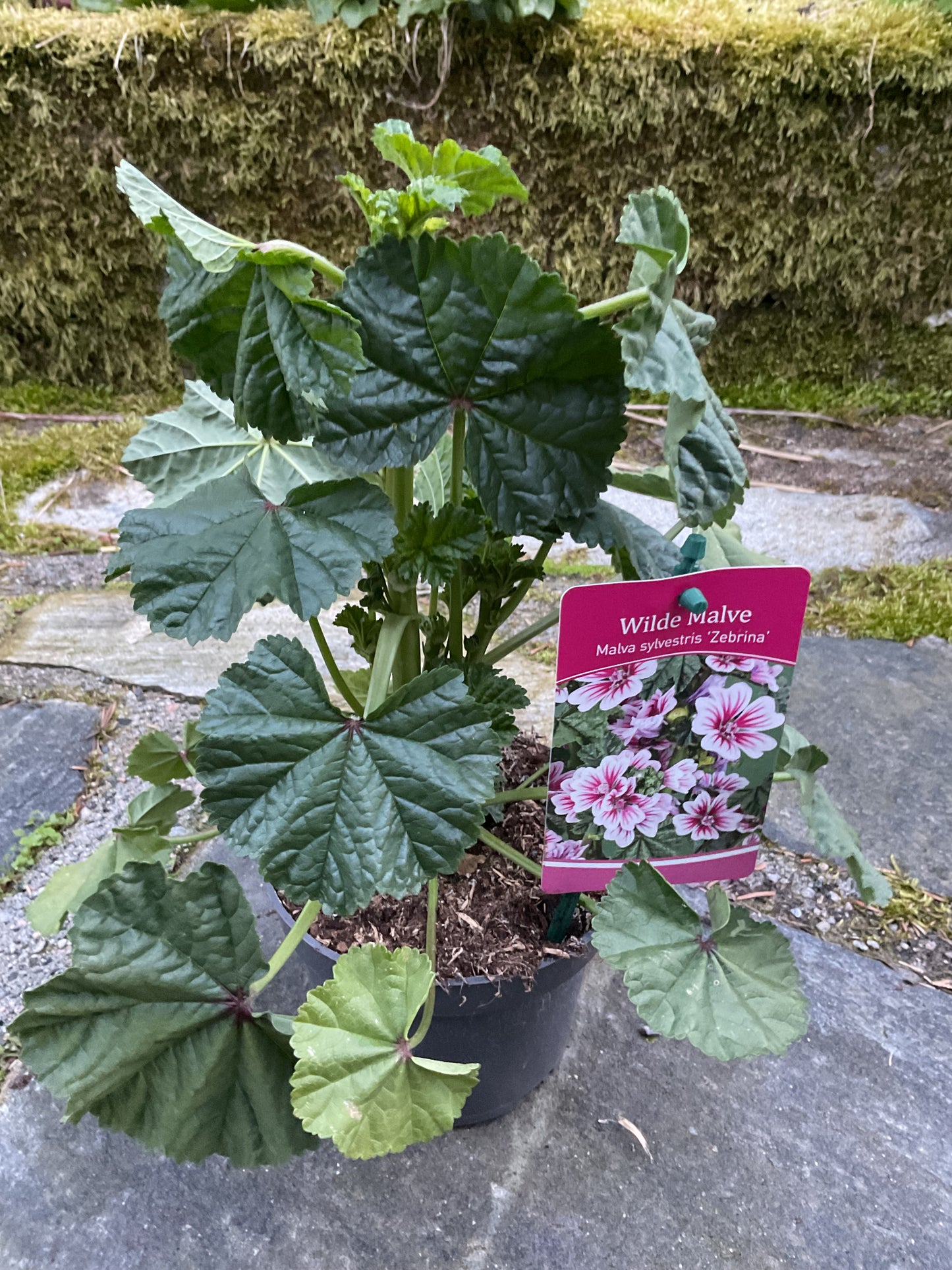 Malva sylvestris ‘Zebrina’ P13