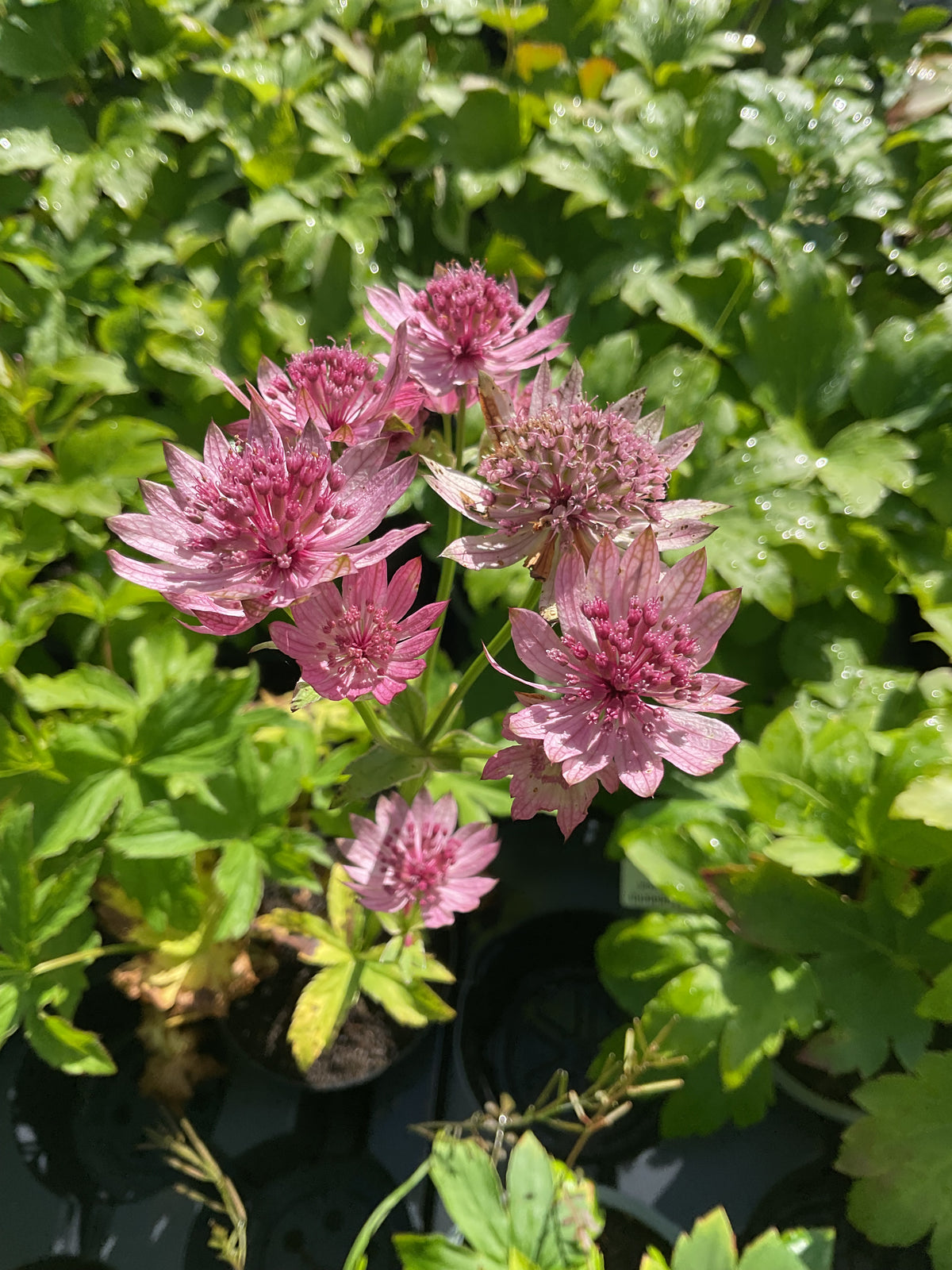 Astrantia major ‘Pink Pride’ P12