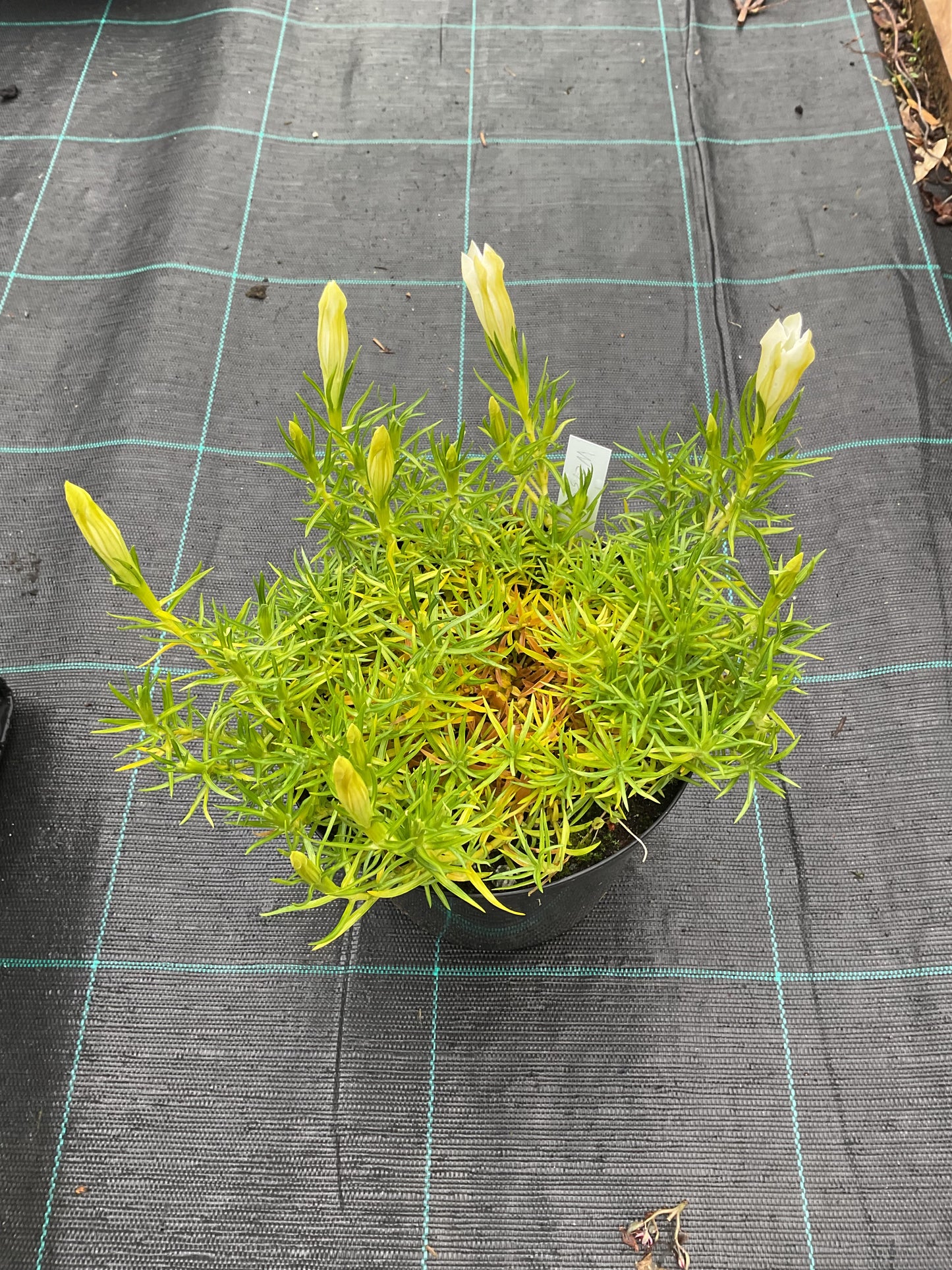 Gentiana sino-ornata ‘Weisser Traum’ P15