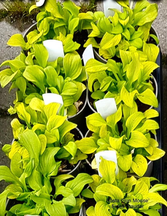 Hosta ‘Sun Mouse’ P15